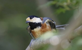 Varied Tit 和歌山市 Mon, 9/25/2023