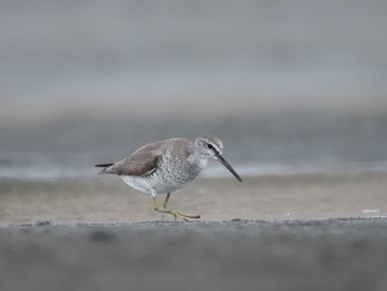 Grey-tailed Tattler Sambanze Tideland Sun, 9/3/2023