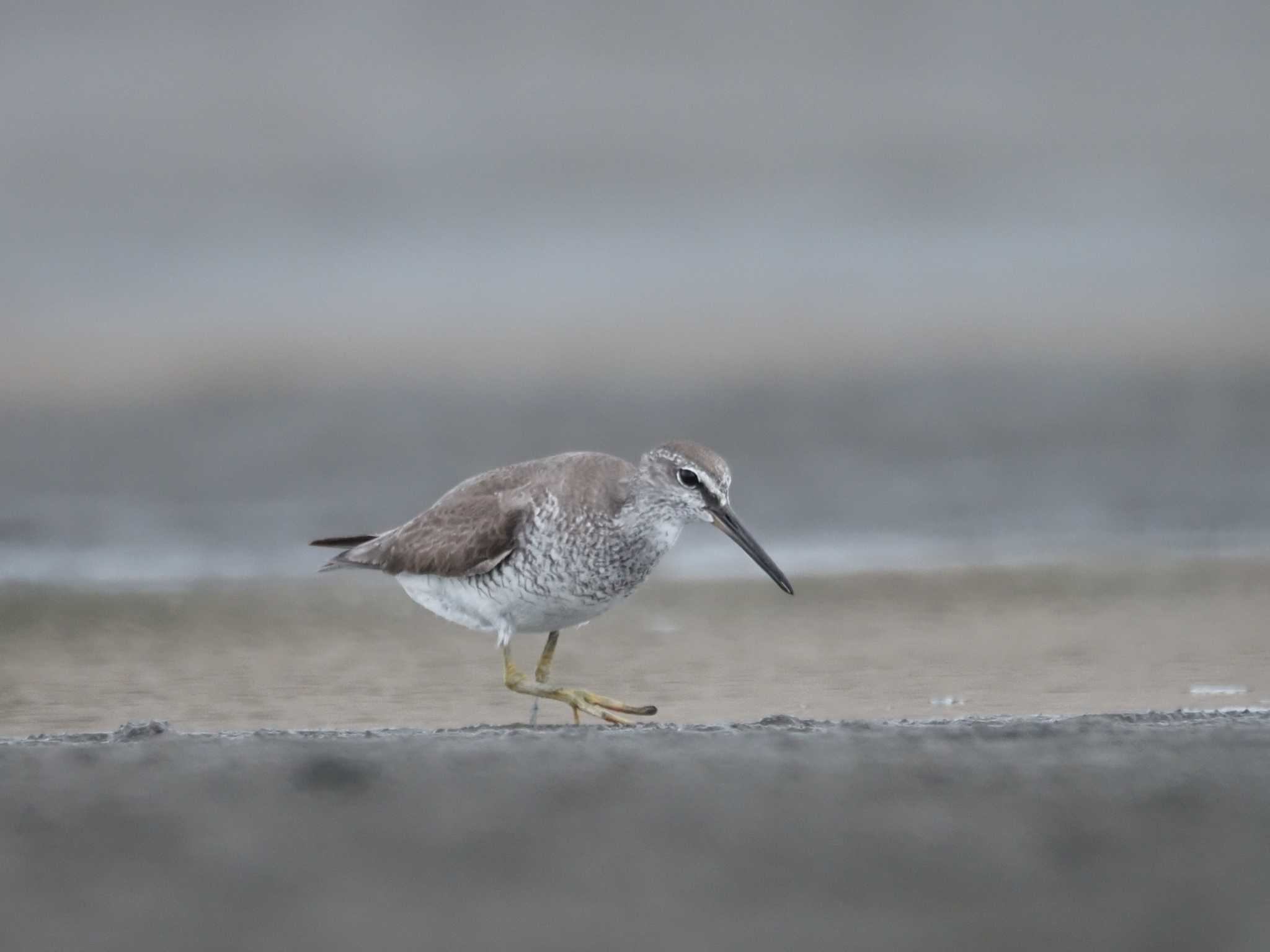 Photo of Grey-tailed Tattler at Sambanze Tideland by とみた