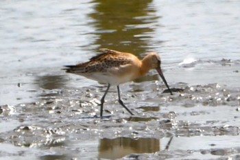 Black-tailed Godwit Isanuma Tue, 9/26/2023