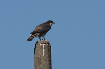 Eurasian Goshawk 愛知県 Sun, 9/24/2023