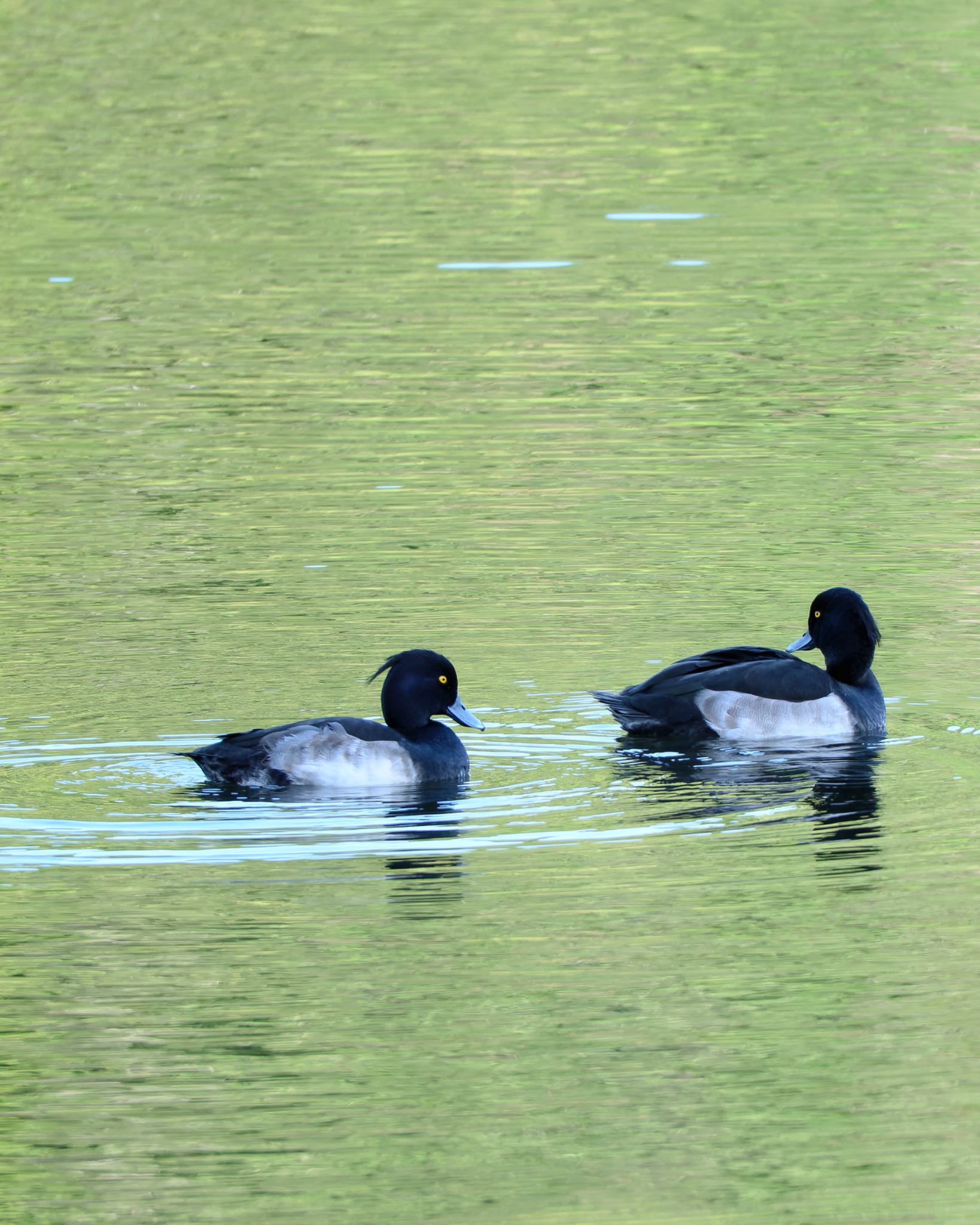 西岡公園(西岡水源地) キンクロハジロの写真