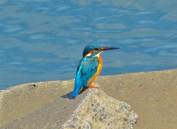 Common Kingfisher Unknown Spots Sun, 9/24/2023