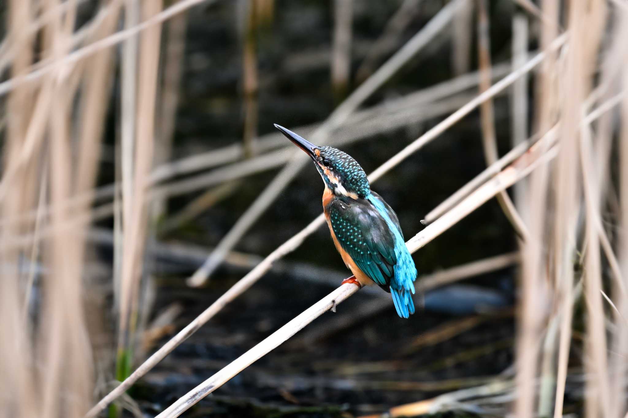 伊佐沼 カワセミの写真