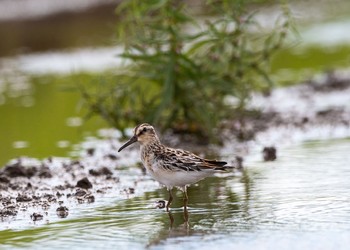 Broad-billed Sandpiper 平塚田んぼ Sat, 9/8/2018