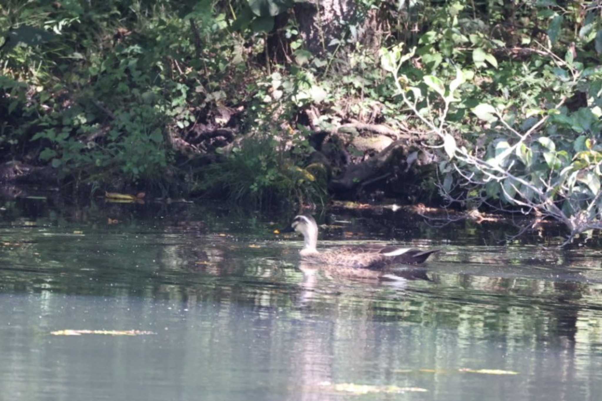 井富湧水地 カルガモの写真