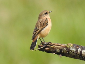 Amur Stonechat 車山高原 Thu, 9/13/2018