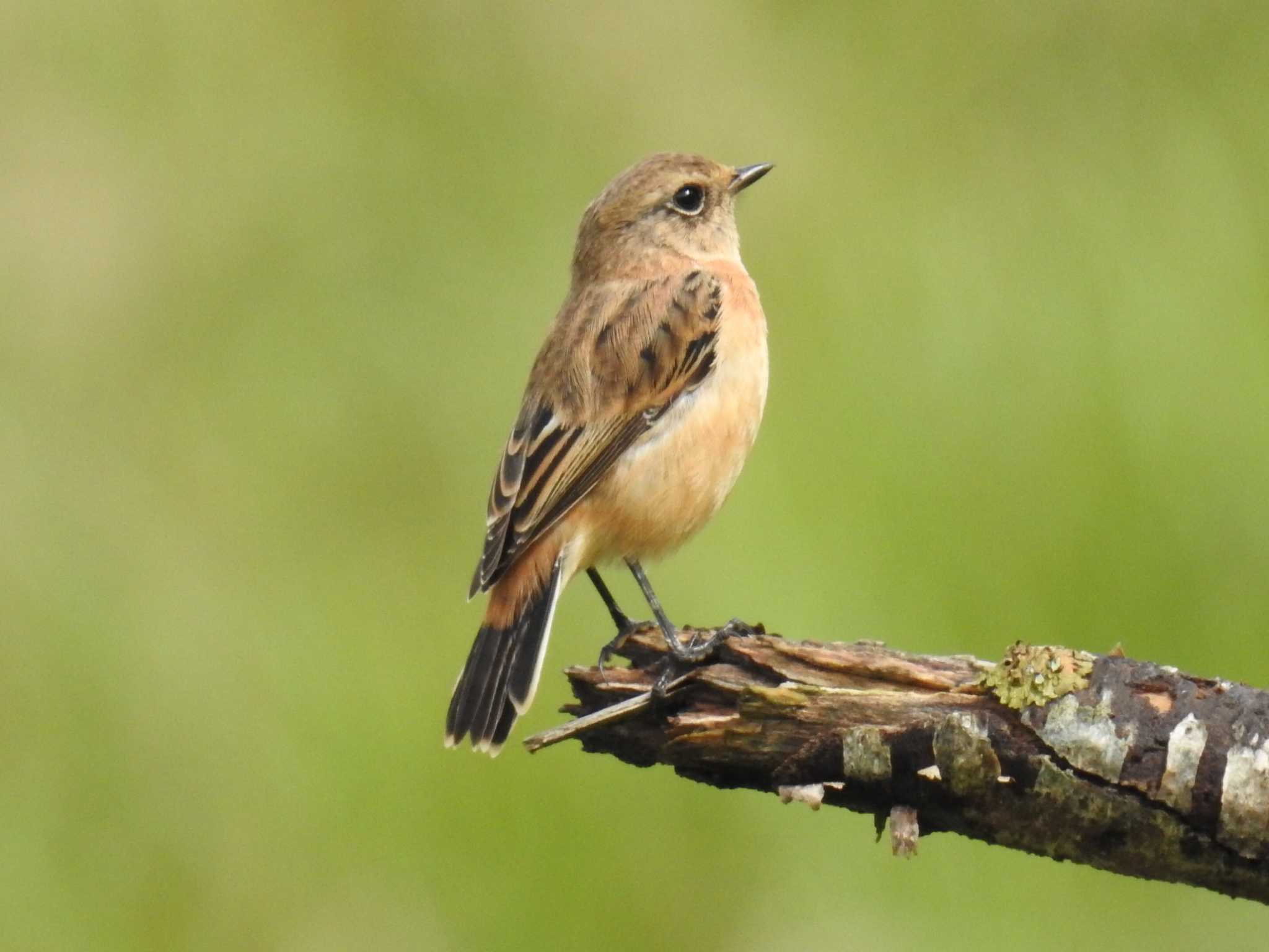 Photo of Amur Stonechat at 車山高原 by ♪氏