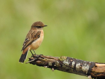 Amur Stonechat 車山高原 Thu, 9/13/2018