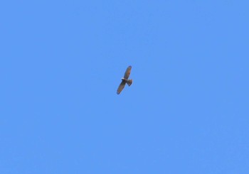 Grey-faced Buzzard 明神の森 Sun, 9/24/2023