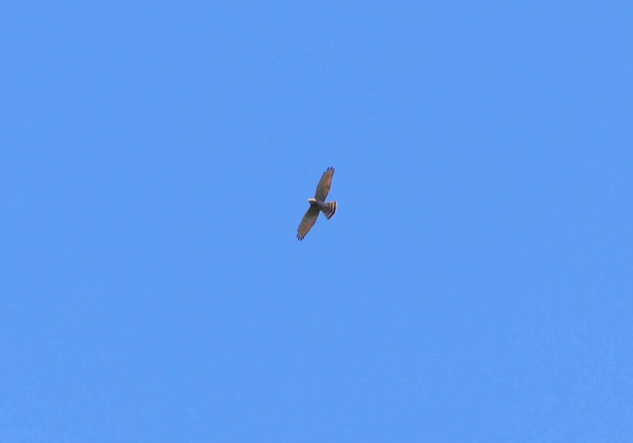 Grey-faced Buzzard