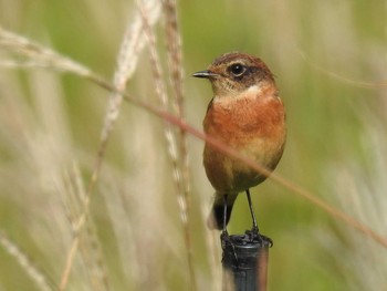 Amur Stonechat 車山高原 Thu, 9/13/2018