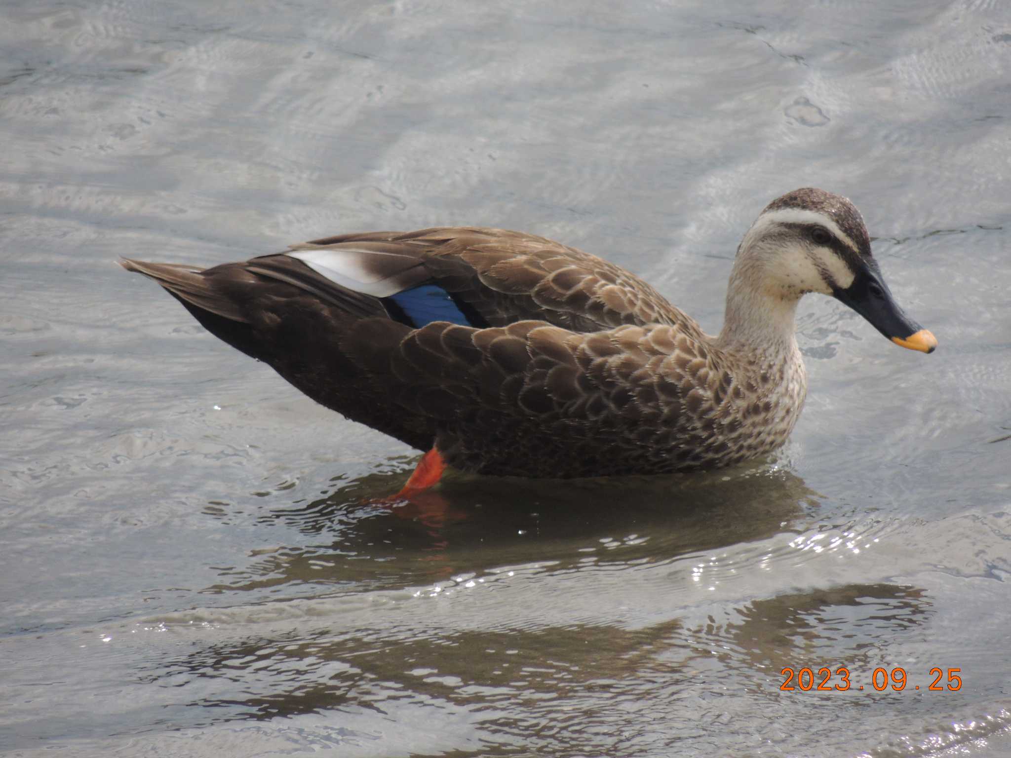 葛西臨海公園 カルガモの写真