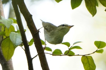 Sakhalin Leaf Warbler Unknown Spots Tue, 9/26/2023