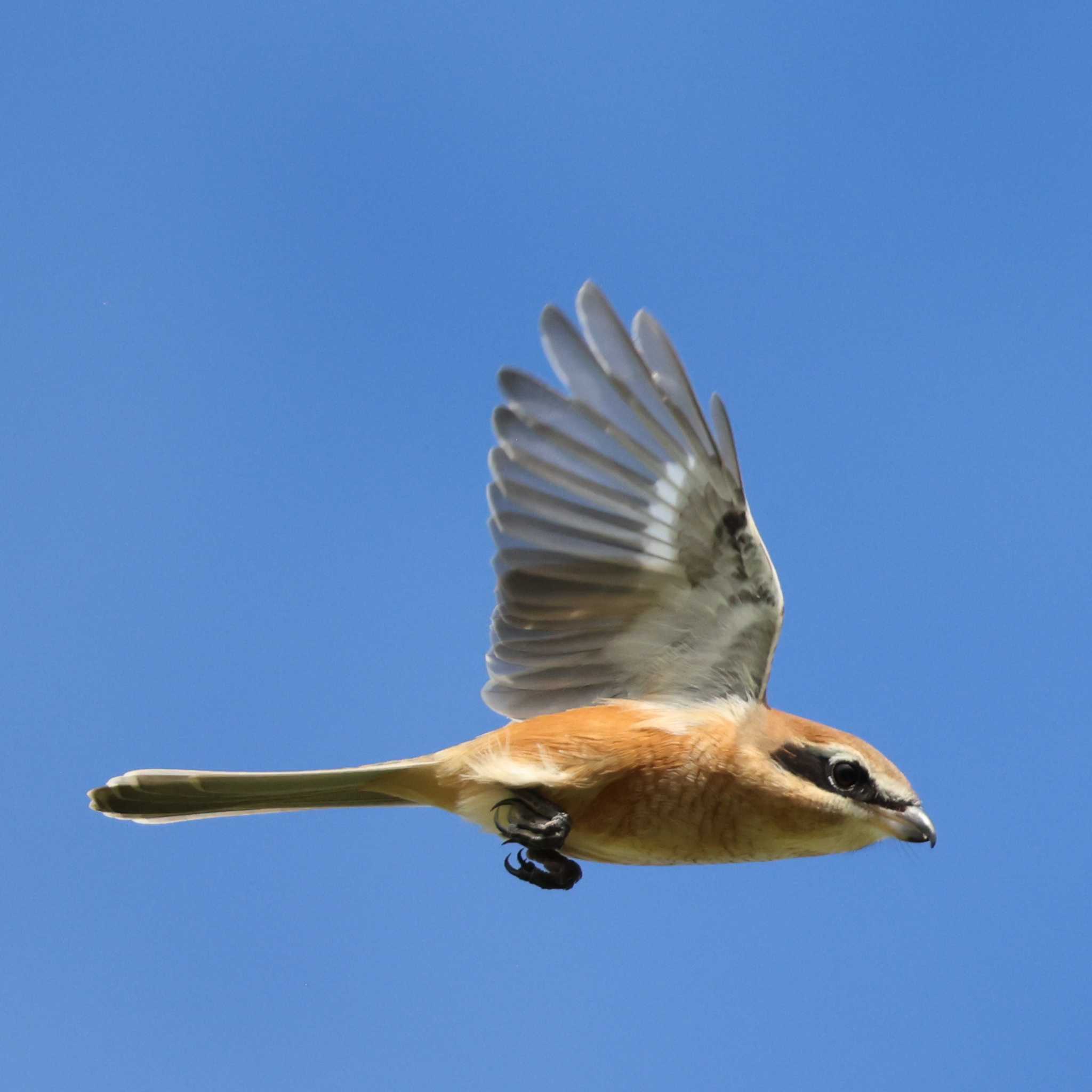 Photo of Bull-headed Shrike at 若王子池(豊明市) by toshi