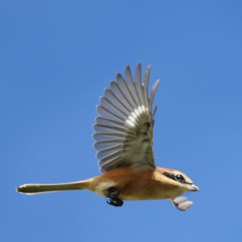 Bull-headed Shrike 若王子池(豊明市) Fri, 9/22/2023