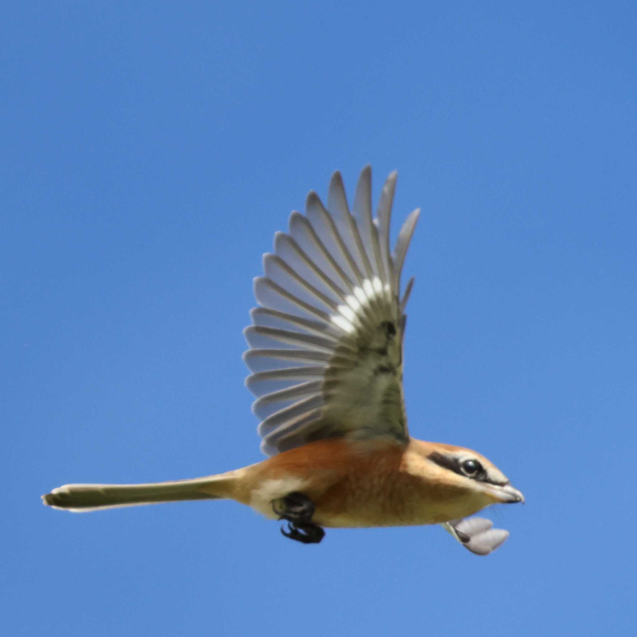 Photo of Bull-headed Shrike at 若王子池(豊明市) by toshi