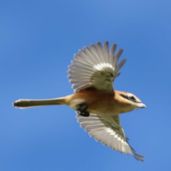 Bull-headed Shrike 若王子池(豊明市) Fri, 9/22/2023