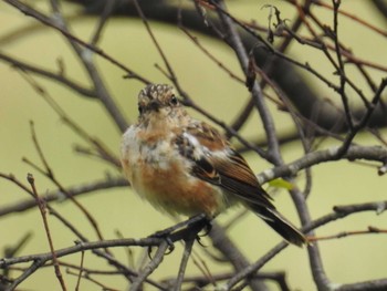 Amur Stonechat 車山高原 Thu, 9/13/2018