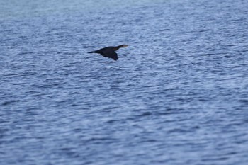 カワウ はまなすの丘公園(石狩市) 2023年9月27日(水)