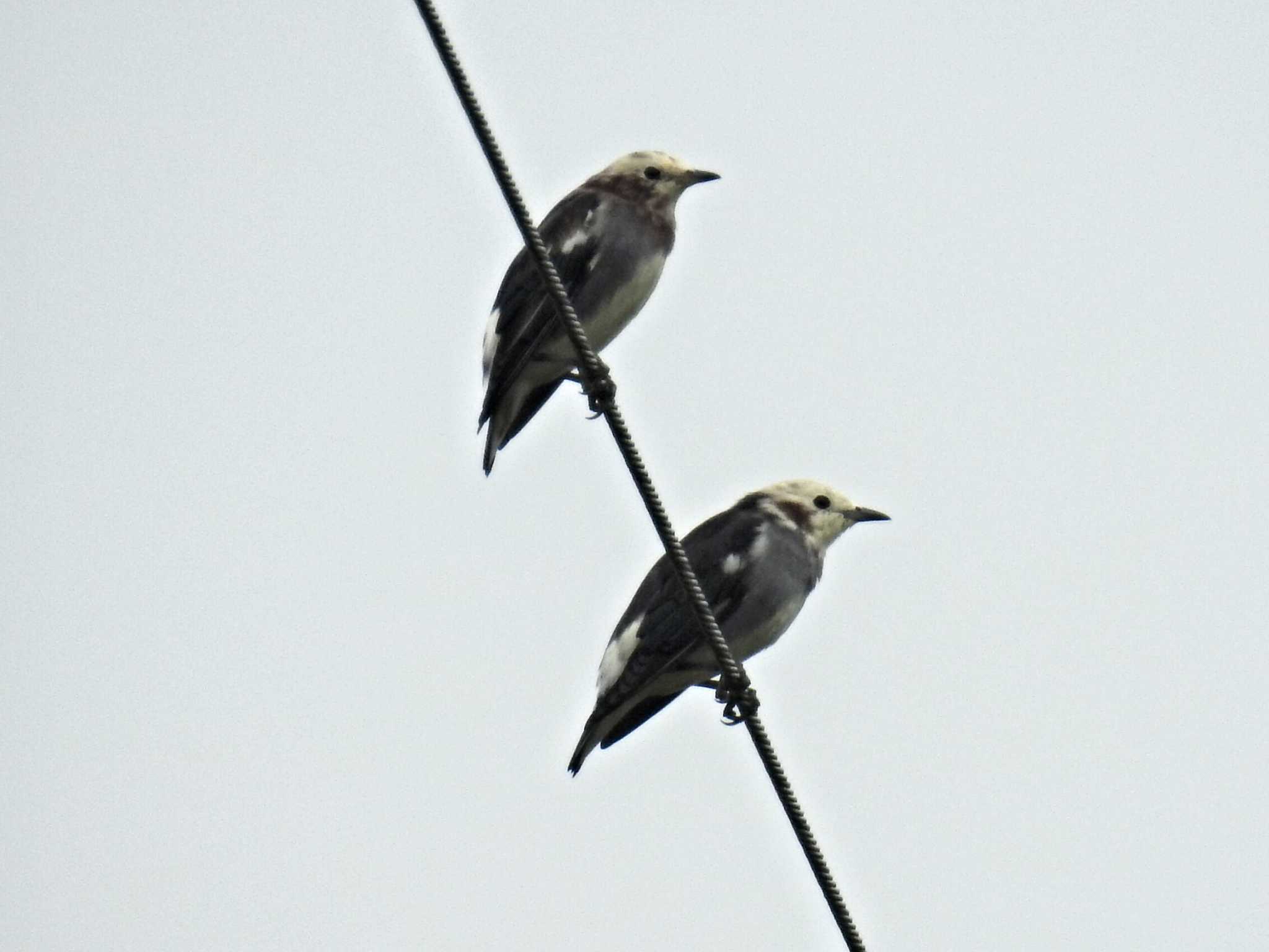 Photo of Chestnut-cheeked Starling at 望月高原牧場 by ♪氏