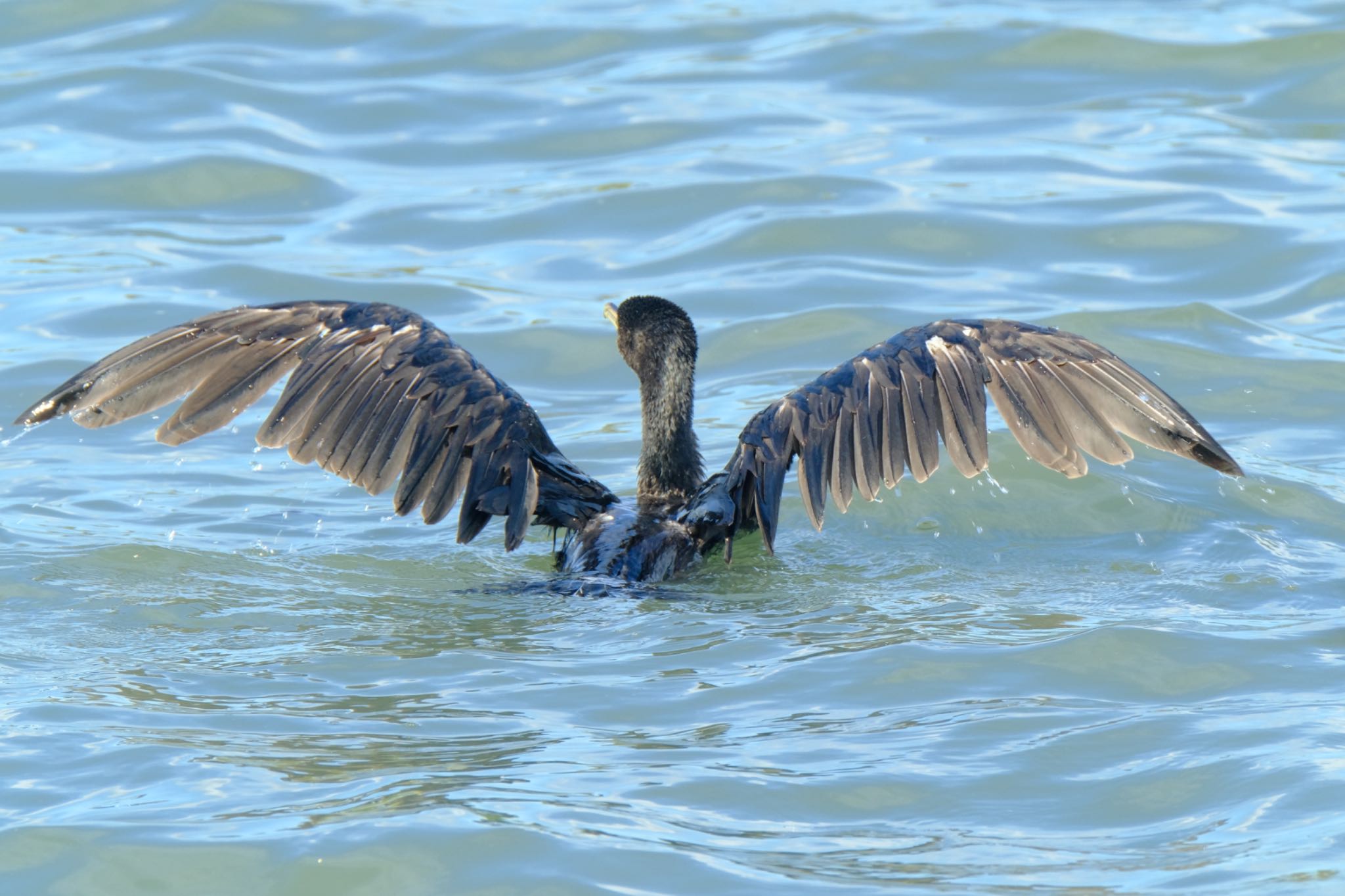 カワウ、着水