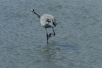 Grey Heron Yatsu-higata Sun, 9/24/2023