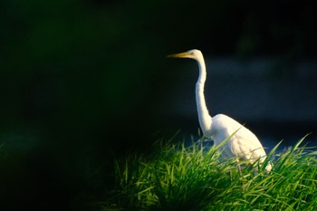 ダイサギ 行徳野鳥保護区 2023年9月24日(日)