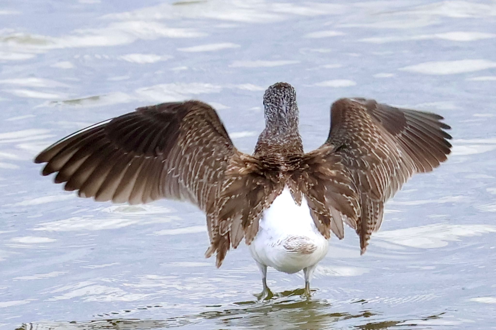 Common Greenshank