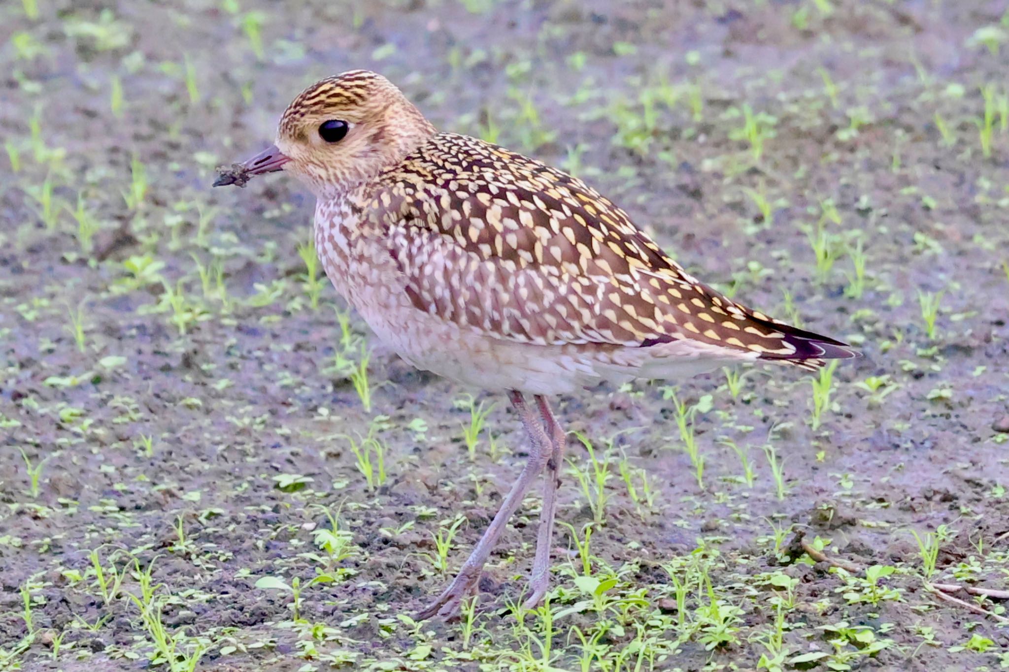 Pacific Golden Plover