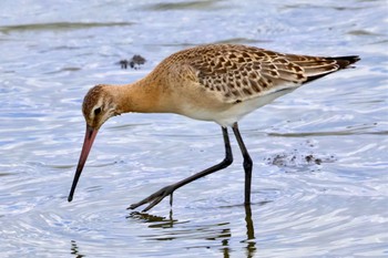 Black-tailed Godwit Isanuma Sat, 9/23/2023