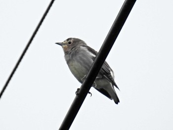 Chestnut-cheeked Starling 望月高原牧場 Fri, 9/14/2018