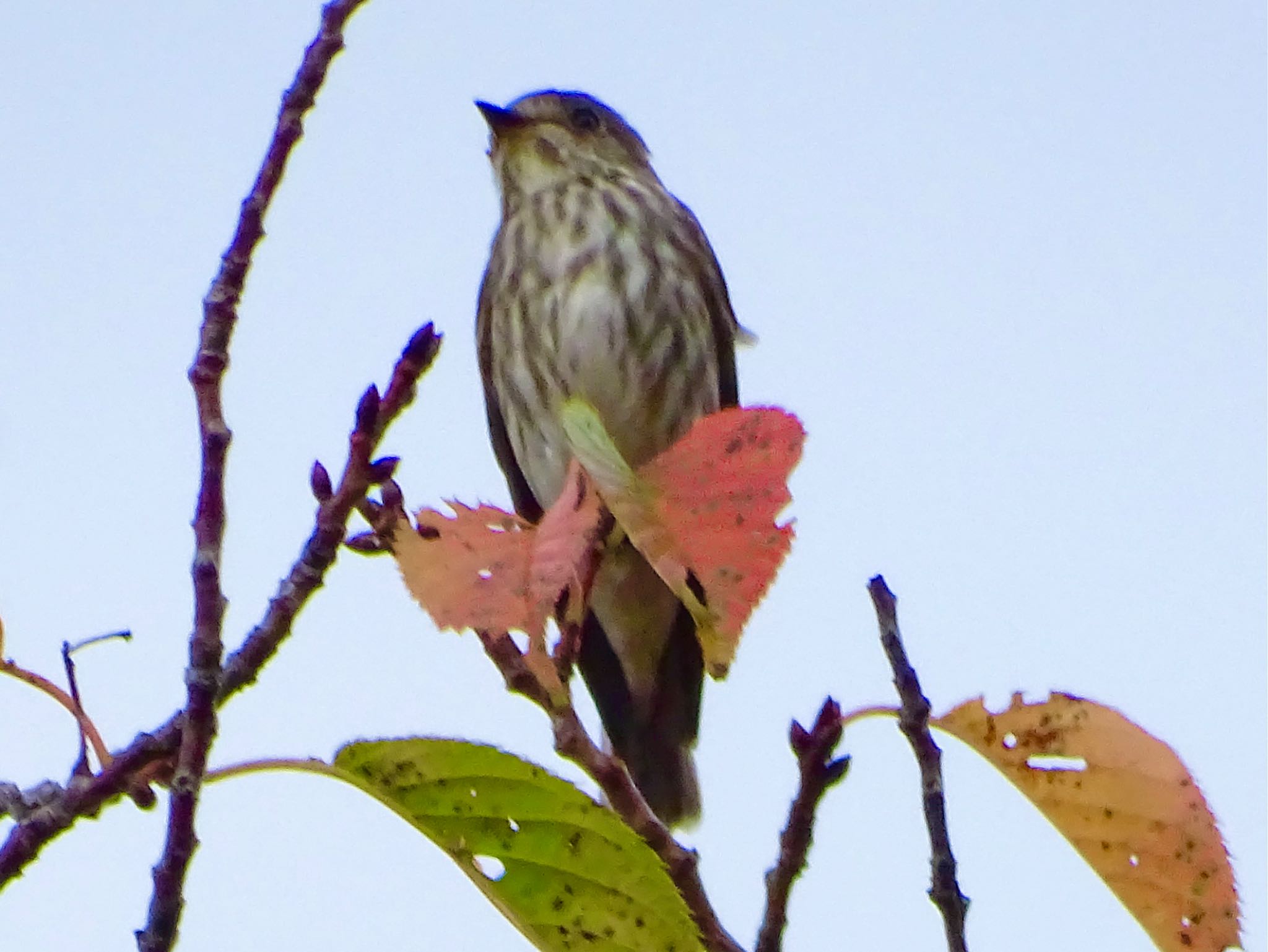 舞岡公園 エゾビタキの写真