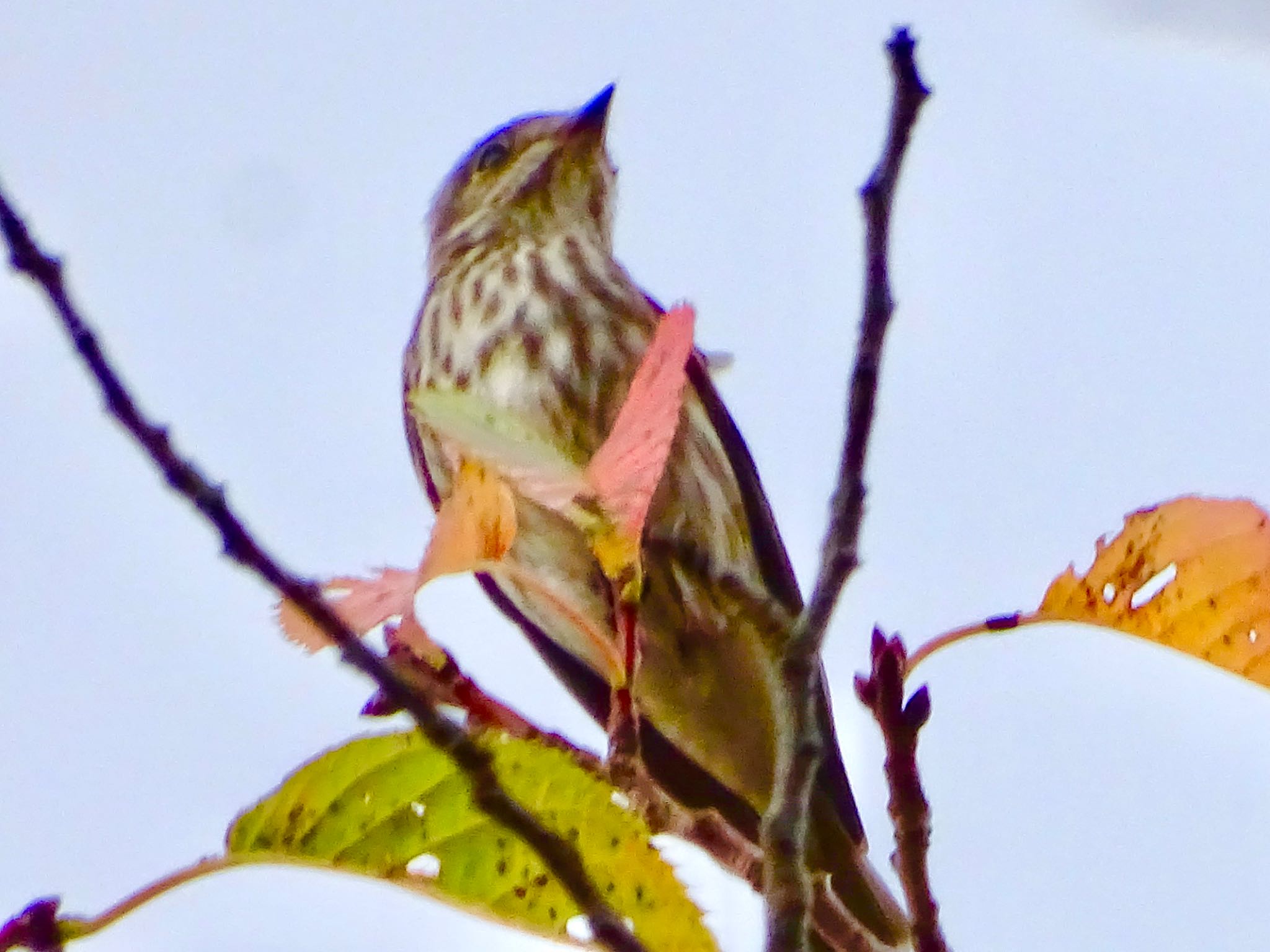 舞岡公園 エゾビタキの写真