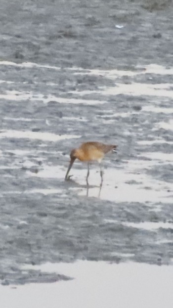 Black-tailed Godwit Isanuma Wed, 9/27/2023