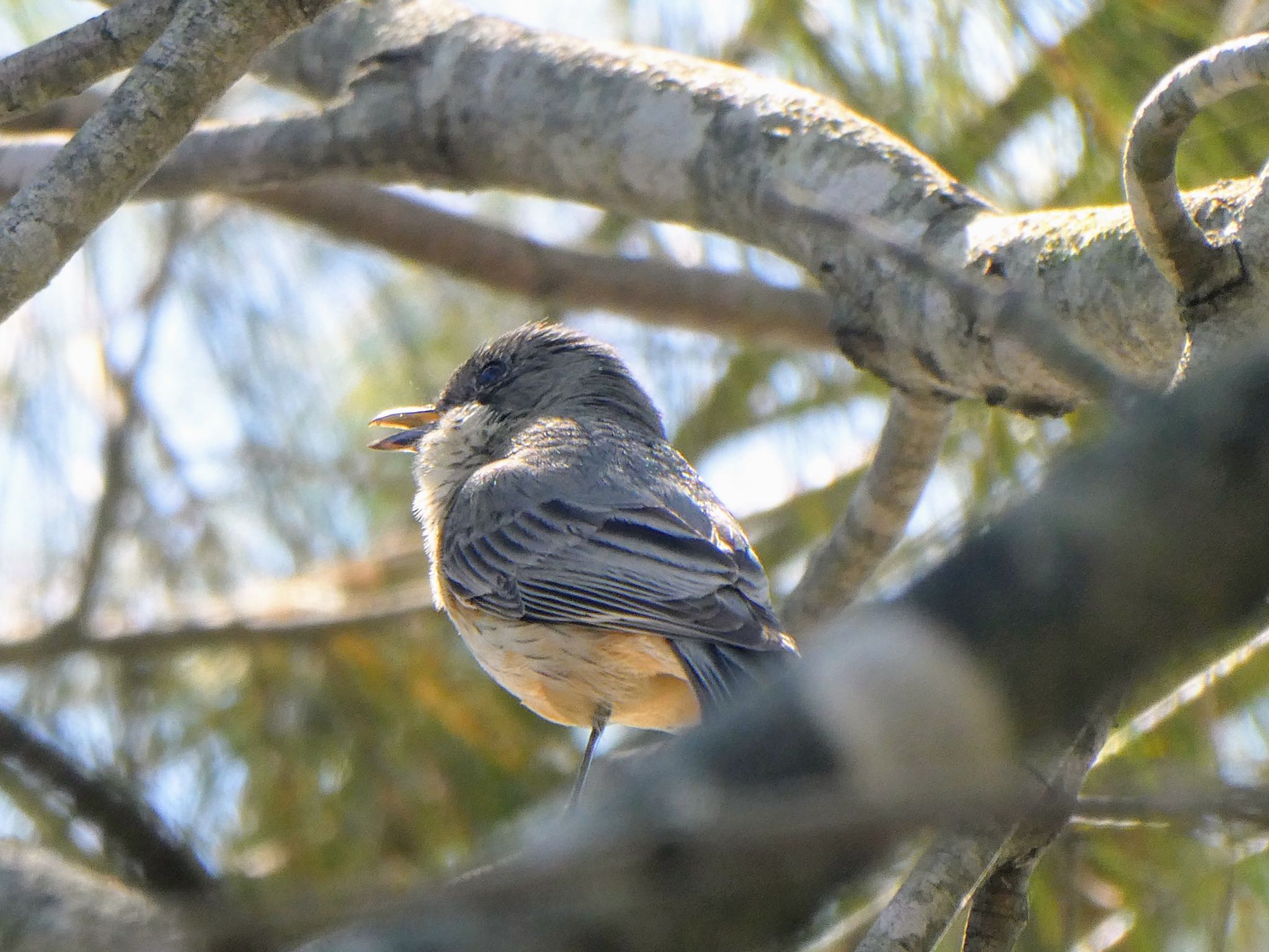 Australian Botanic Garden(Mt Annan) アカハラモズヒタキの写真 by Maki