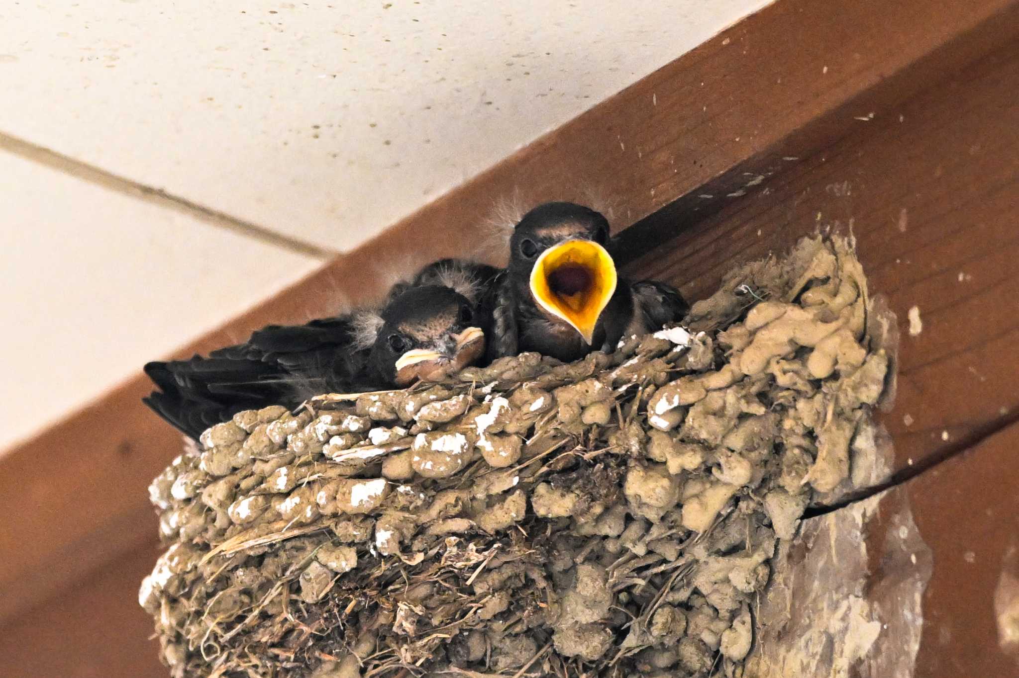 Photo of Barn Swallow at 城沼 by Yokai