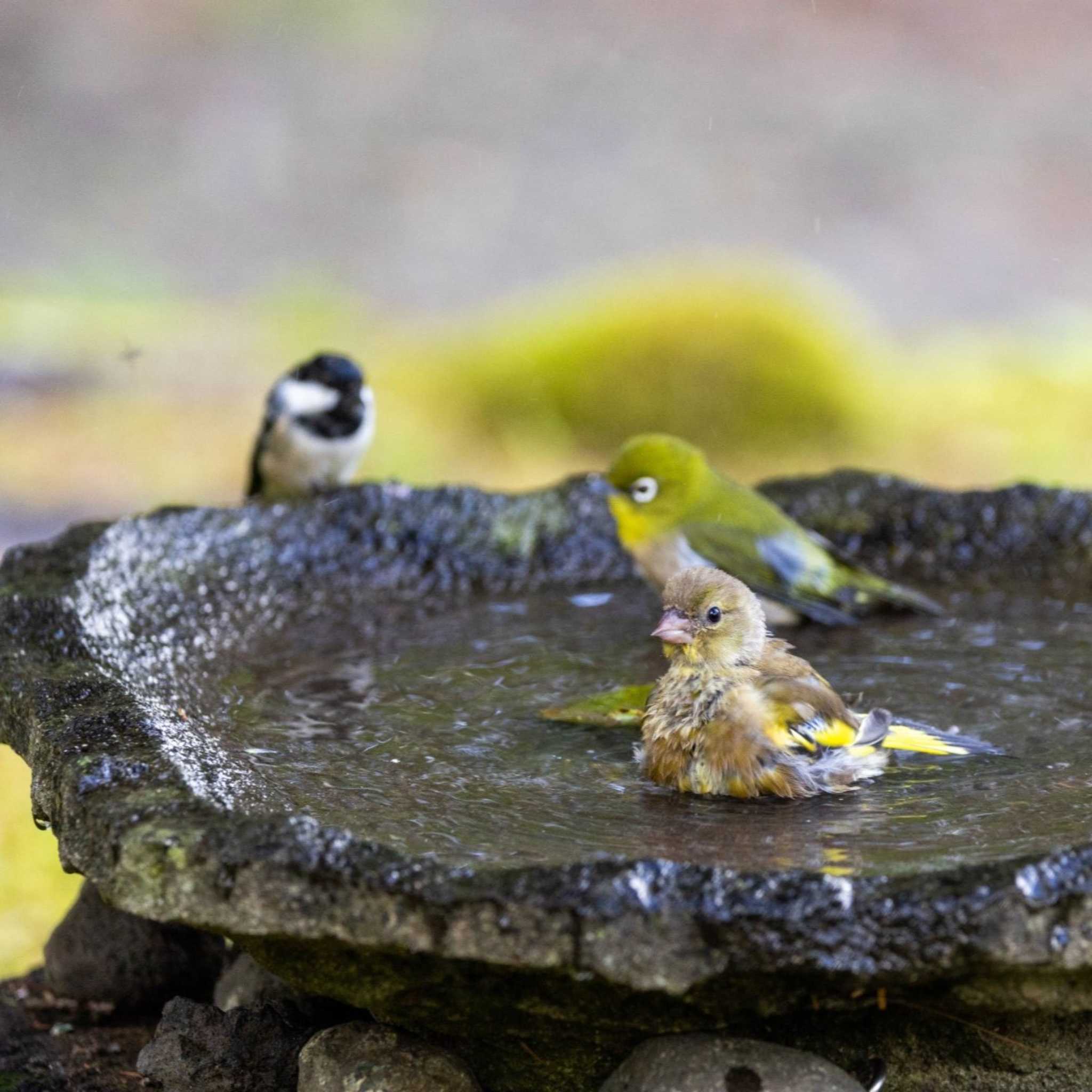 カワラヒワの幼鳥とメジロ,シジュウカラ