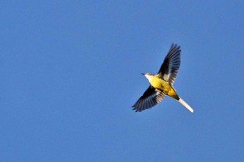 Grey Wagtail 剣山 Wed, 9/27/2023
