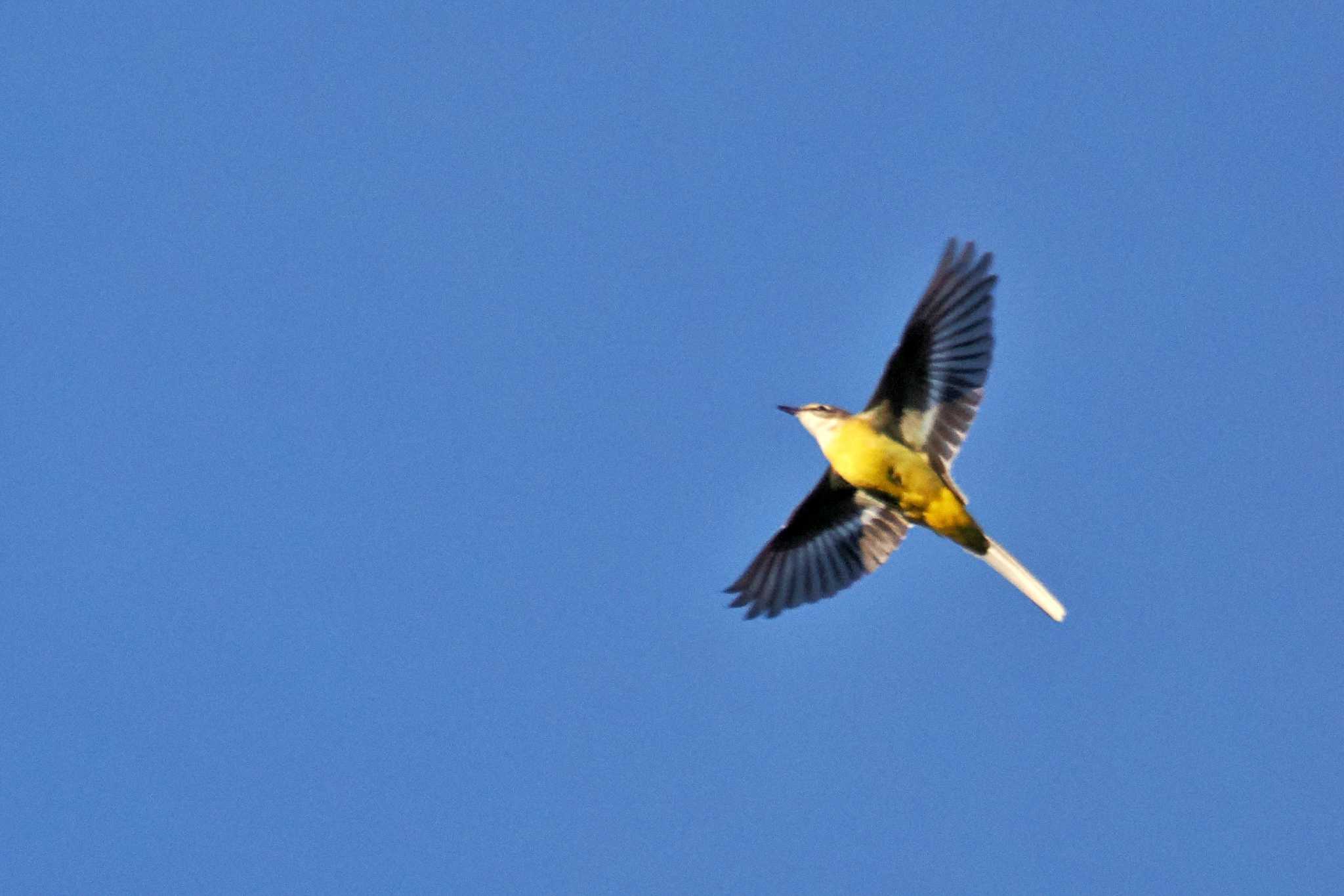 Photo of Grey Wagtail at 剣山 by 藤原奏冥