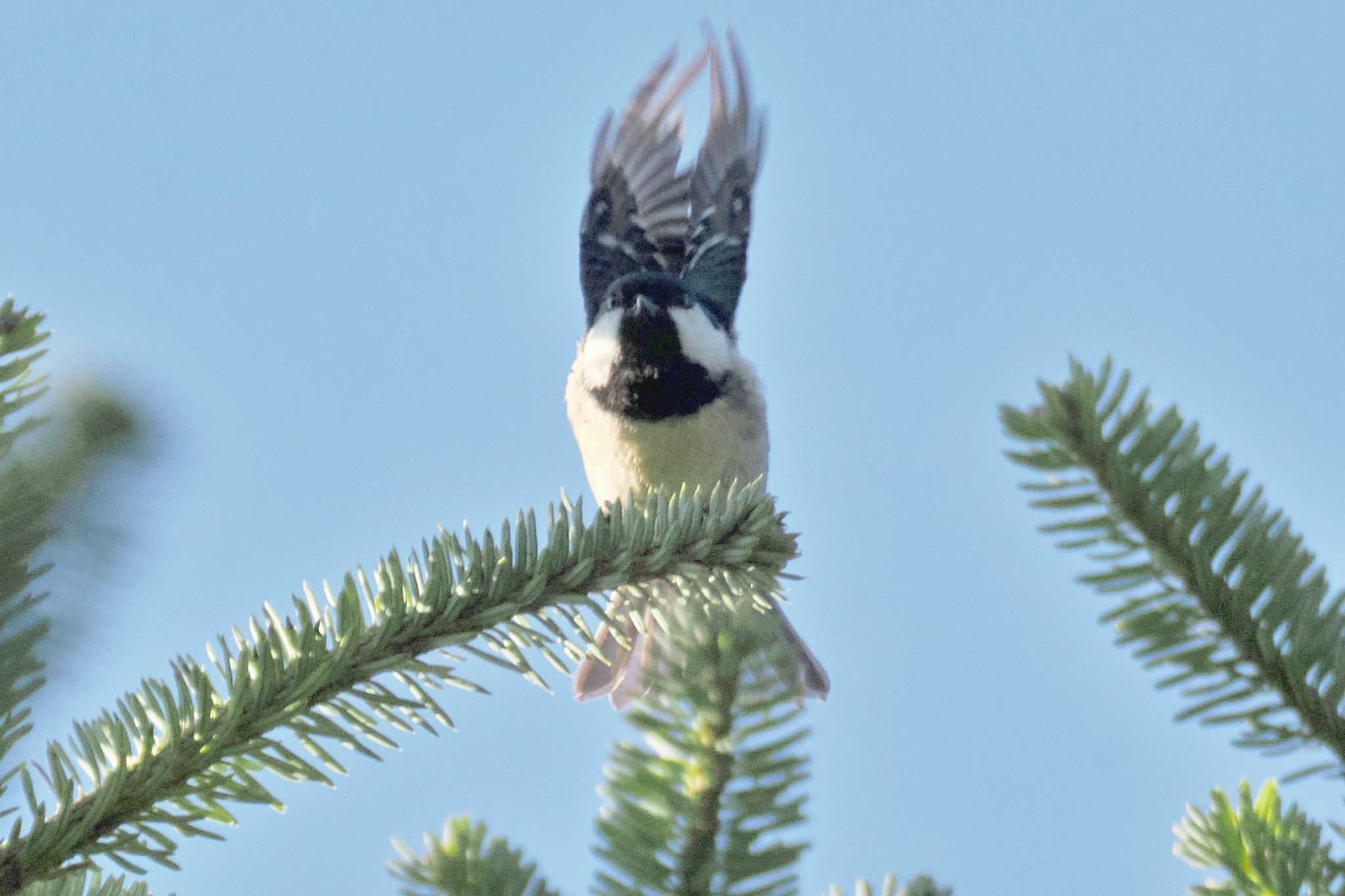 Photo of Coal Tit at 剣山 by 藤原奏冥