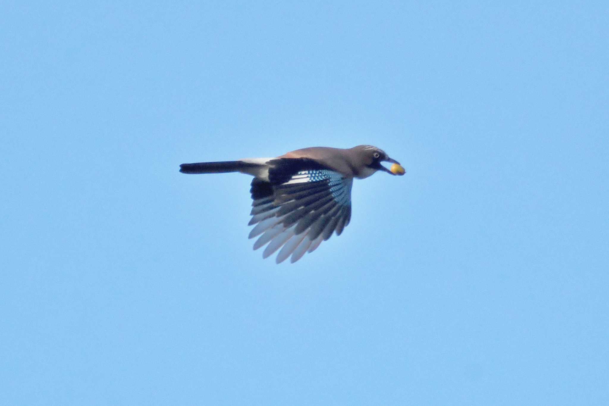 Photo of Eurasian Jay at 剣山 by 藤原奏冥