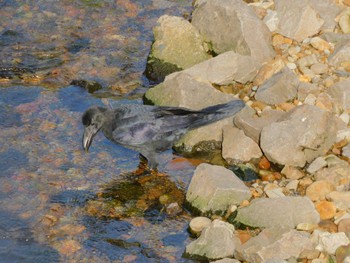 ハシブトガラス 平和の森公園、妙正寺川 2023年9月27日(水)