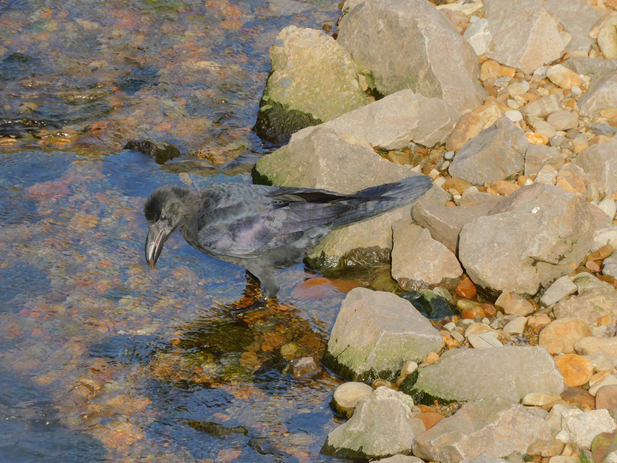 平和の森公園、妙正寺川 ハシブトガラスの写真