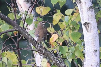 Eyebrowed Thrush 北海道 函館市 東山 Wed, 9/27/2023