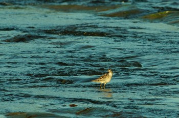 Broad-billed Sandpiper 多摩川 Unknown Date