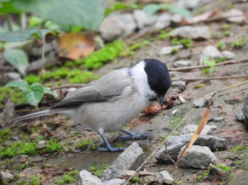 2023年9月20日(水) 西岡公園(西岡水源地)の野鳥観察記録