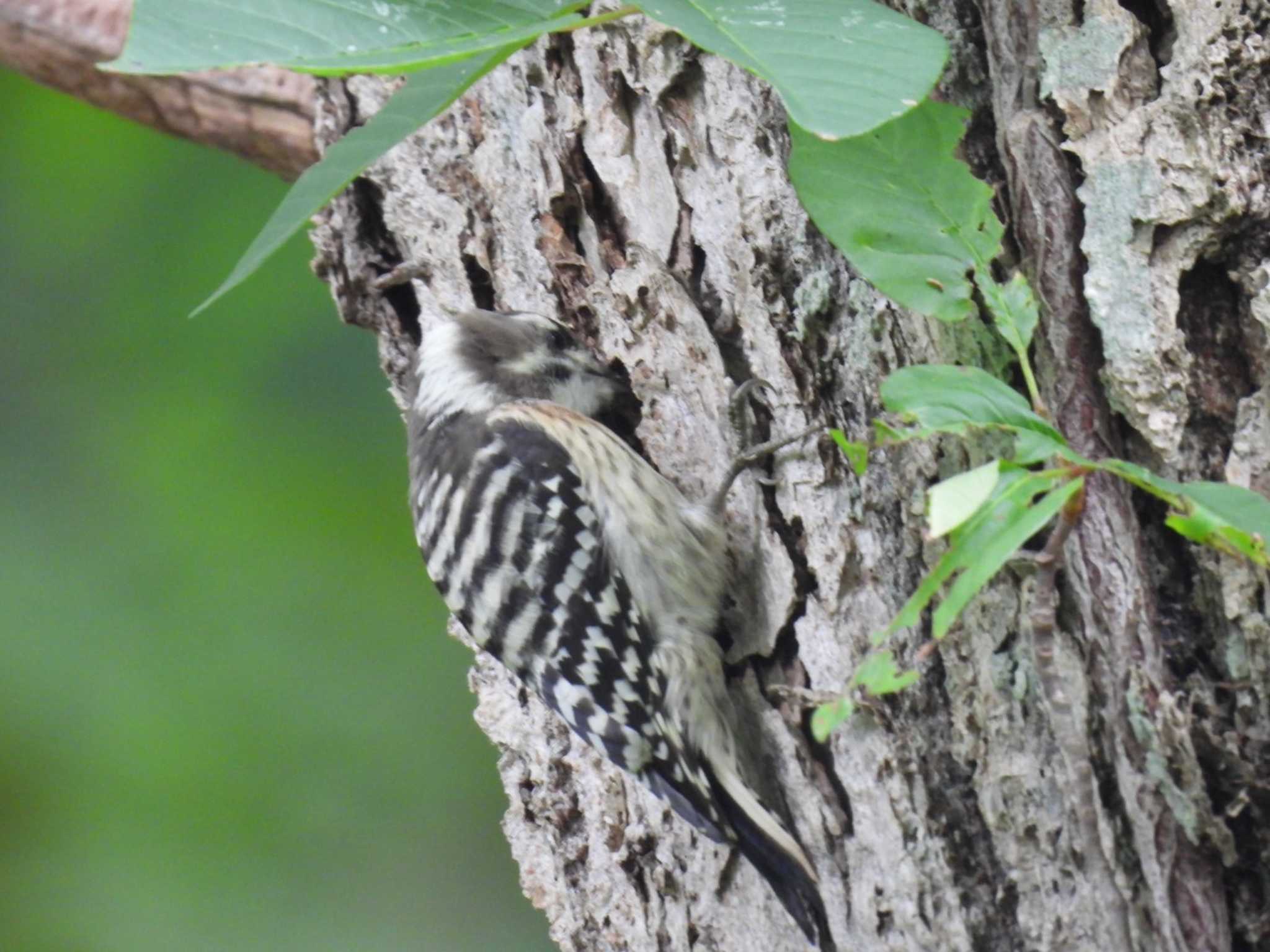 Japanese Pygmy Woodpecker