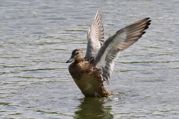 シマアジ 東京港野鳥公園 2023年9月24日(日)