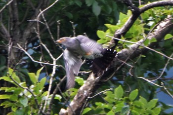 Common Cuckoo 南阿蘇ビジターセンター Fri, 7/12/2019